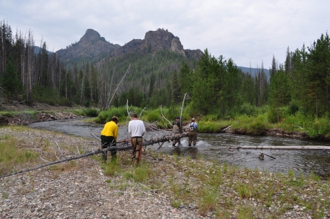 Four people are carrying a large, dead tree into a river. 