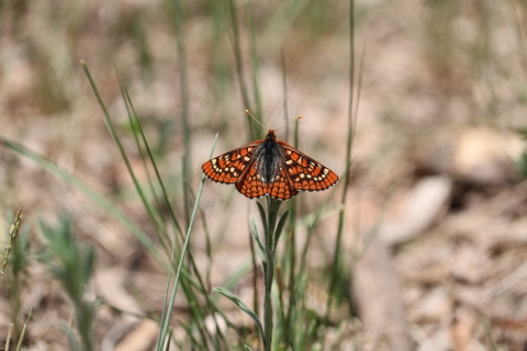 Photo of a Sacramento Mountains checkerspot butterfly on a tuft of grass
