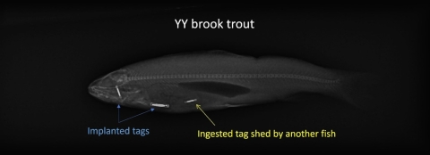 YY Brook Trout Showing Implanted Tags and Ingested Tag Shed by Another Fish