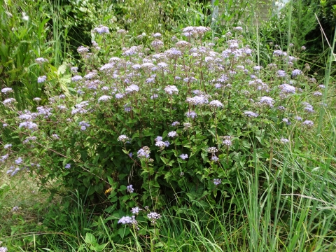 App. 3 ft tall green plant with lavender spikey flowers
