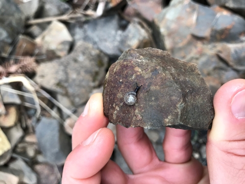 A tiny gray and black snail on a rock