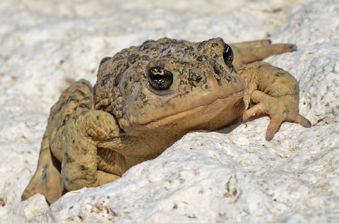 a toad rests on a white rock