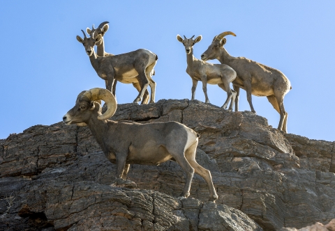 five desert bighorn sheep on a rock