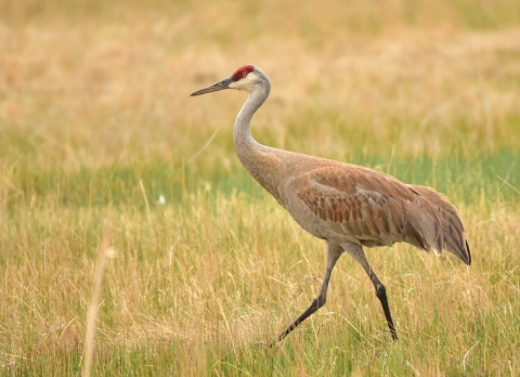 Greater sandhill crane walking on grass at Seedskadee National Wildlife Refuge