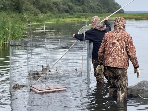 two biologists working to get ducks in a swim-in trap