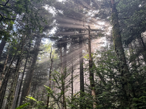 Sunlight shining through an evergreen forest