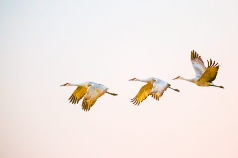 Three sandhill crane in flight
