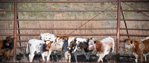Six longhorn calves in pen