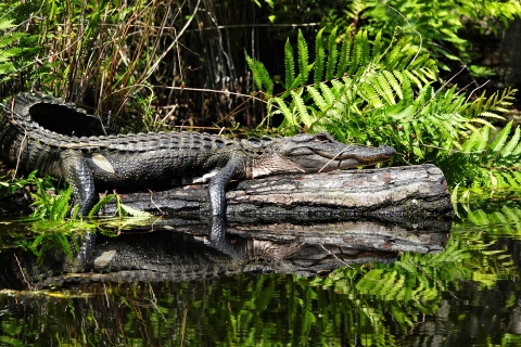 An alligator suns on a log at the Okefenokee Swamp.