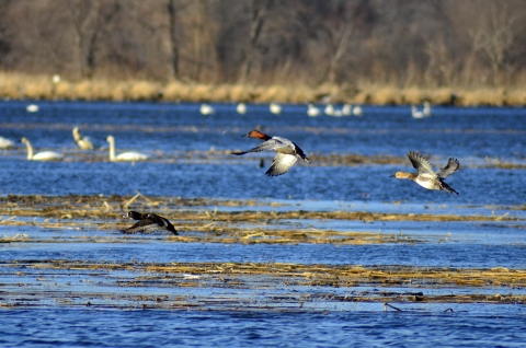 fall wetland with canvasback ducks in flight