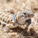 a blunt-nosed leopard lizard wearing a tracking collar is released into dry grass