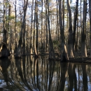 cypress trees in swamp with reflection