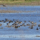 About 50 green-winged teal floating on blue water with green marsh grasses in the background