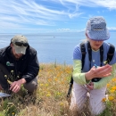Staff from Washington State survey for Island Marble Butterfly