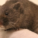 closeup of brown rodent held in a gloved hand