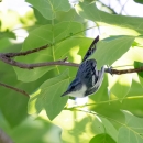 Cerulean warbler in a tree