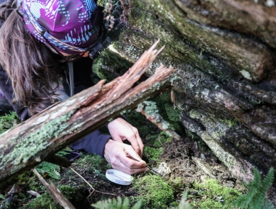 Biologist beside a boulder, teasing through moss and dirt with a pair of tweezers.