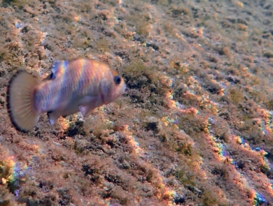 A fish with a black band on its fin and tail swims underwater.