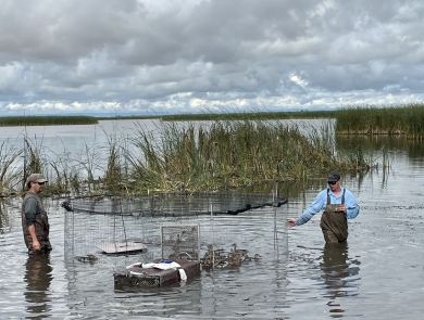 two biologists wading in water to get ducks out of trap