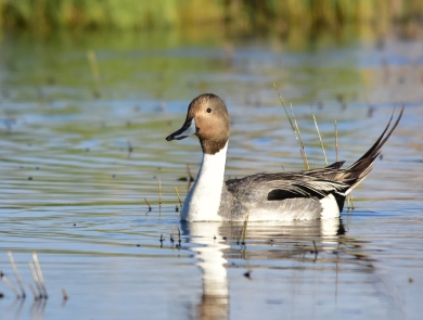 A long-necked duck with a brown head and a white neck and long tail feathers swims on a body of water.