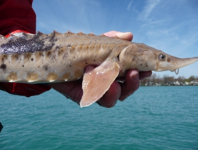 A biologist holds a young lake sturgeon