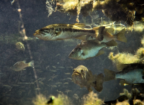 A fish swims in a tank with other fish and has a large mouth and dark, horizontal stripe along the side of its body.