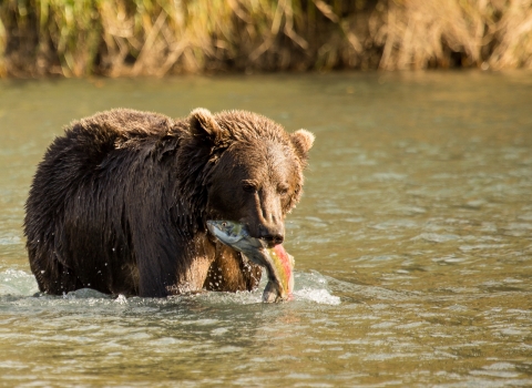Kodiak bear with a salmon in its mouth