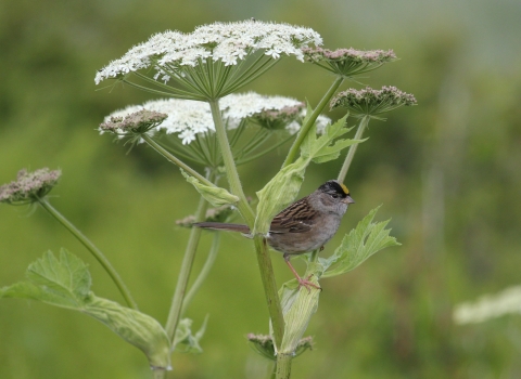 golden-crowned sparrow in a cow parsnip plant