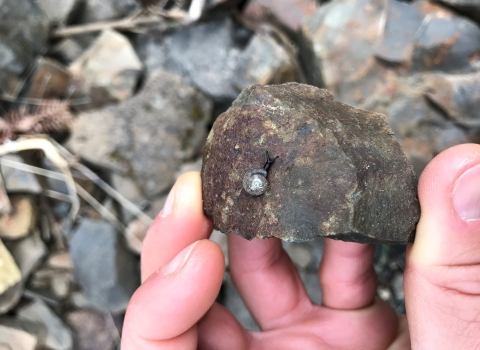 A tiny gray and black snail on a rock