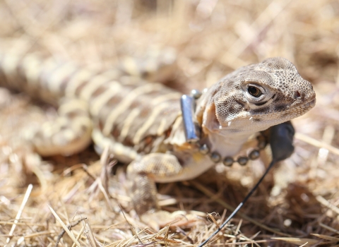 a blunt-nosed leopard lizard wearing a tracking collar is released into dry grass