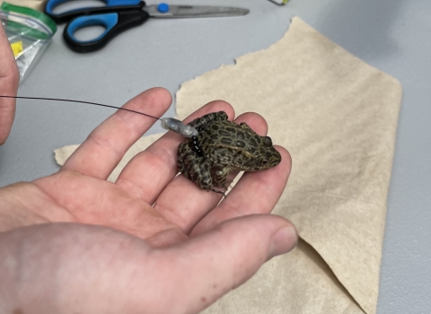 Small gopher frog held in the right hand of a scientist equipped with a telemetry tag