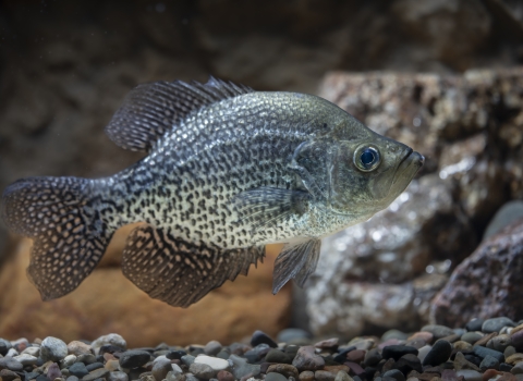 A bluish-green fish with brown gills swims above a bed of rocks