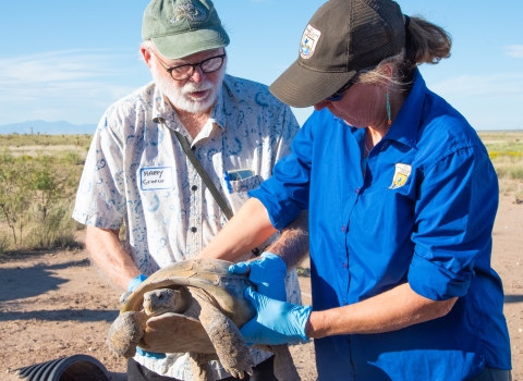 One person hands a large tortoise to another person, with desert grasslands in the background.