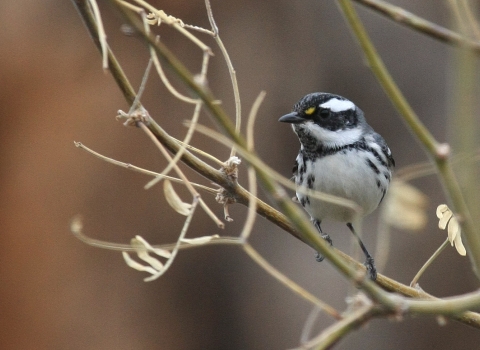 Black-throated gray warbler on a branch