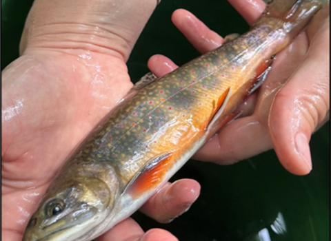 Image of brook trout being held in pair of hands.