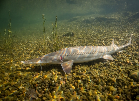A pallid sturgeon swims along a rocky stream bed. The fish is long and slender, with whiskers and small ridges along its back and sides.