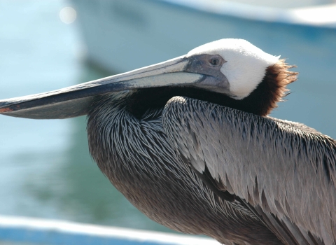A large brown pelican