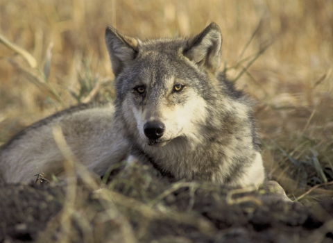 A gray wolf lays down in short grasses, with it's head up and looking quizzically at the camera.