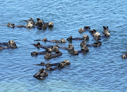 A group of sea otters floating close together in the water