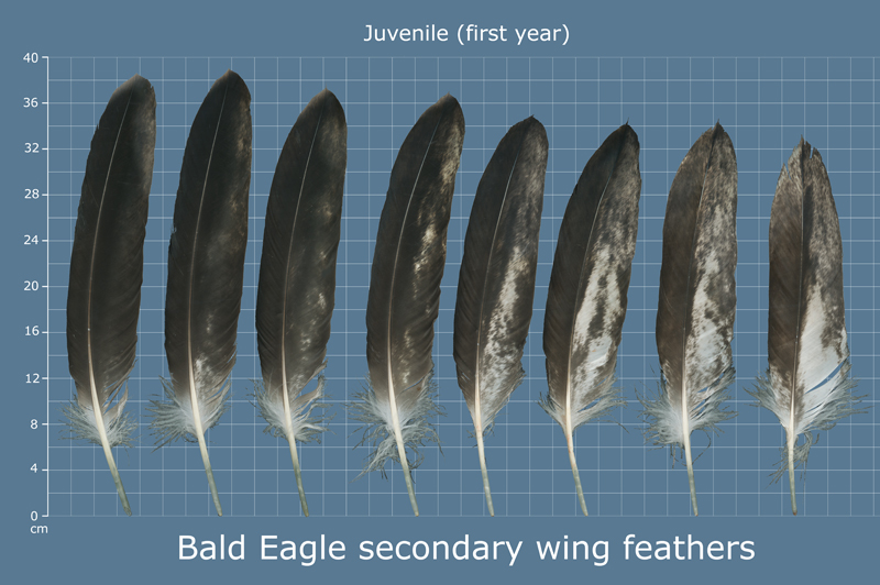 The Feather Atlas - Feather Identification and Scans - U.S. Fish and