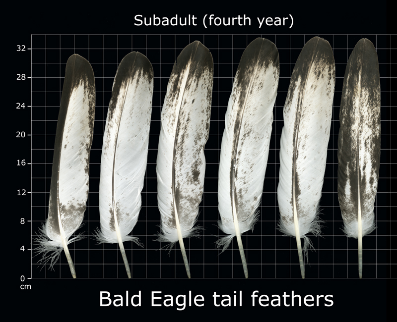 The Feather Atlas - Feather Identification and Scans - U.S. Fish and Wildlife Service Forensics