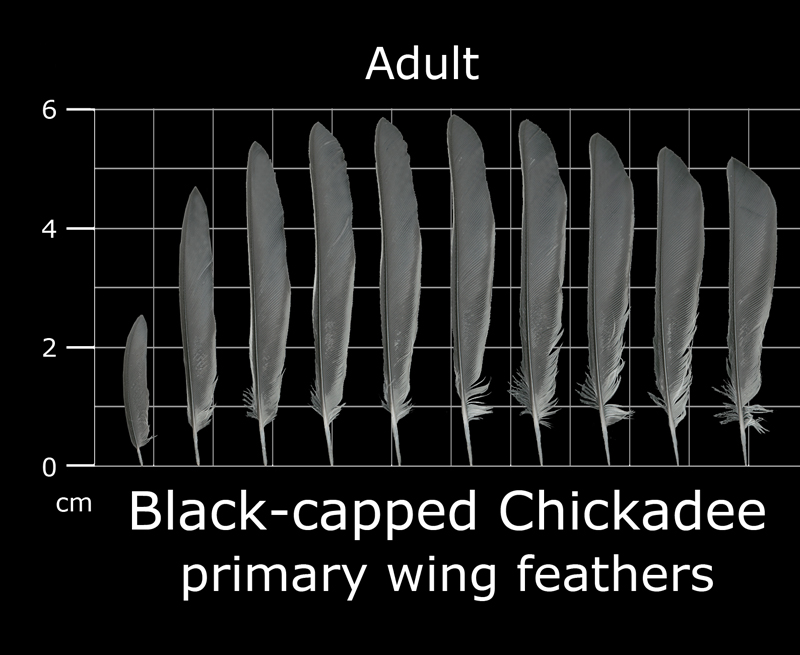 The Feather Atlas Feather Identification and Scans U.S. Fish and