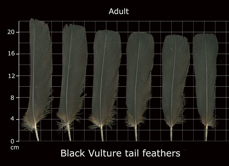The Feather Atlas Feather Identification and Scans U.S. Fish and Wildlife Service Forensics