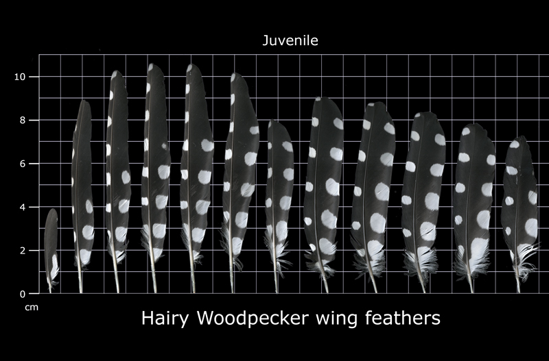 The Feather Atlas Feather Identification and Scans U.S. Fish and