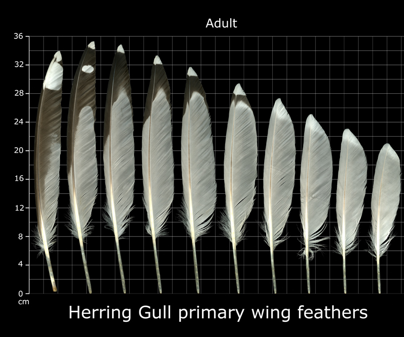 The Feather Atlas Feather Identification and Scans U.S. Fish and