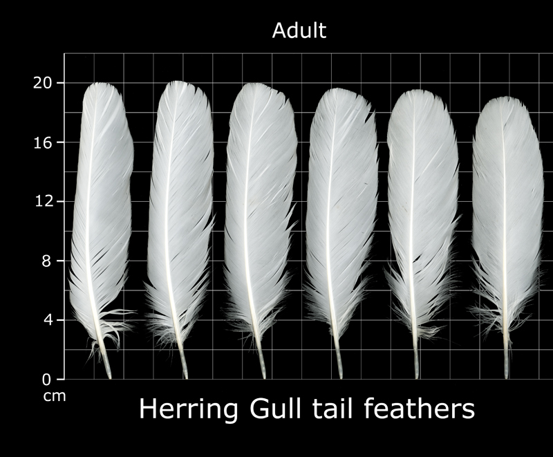 The Feather Atlas Feather Identification and Scans U.S. Fish and