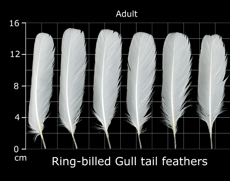 The Feather Atlas Feather Identification and Scans U.S. Fish and