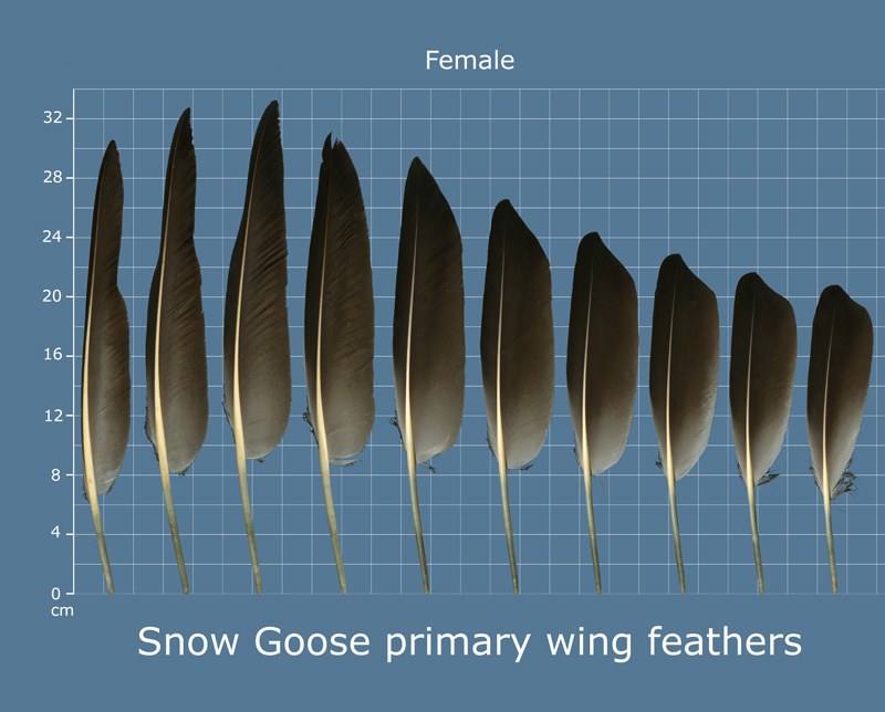 The Feather Atlas Feather Identification and Scans U.S. Fish and