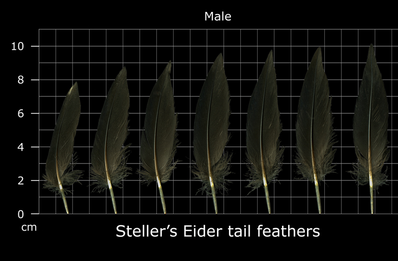 feather
