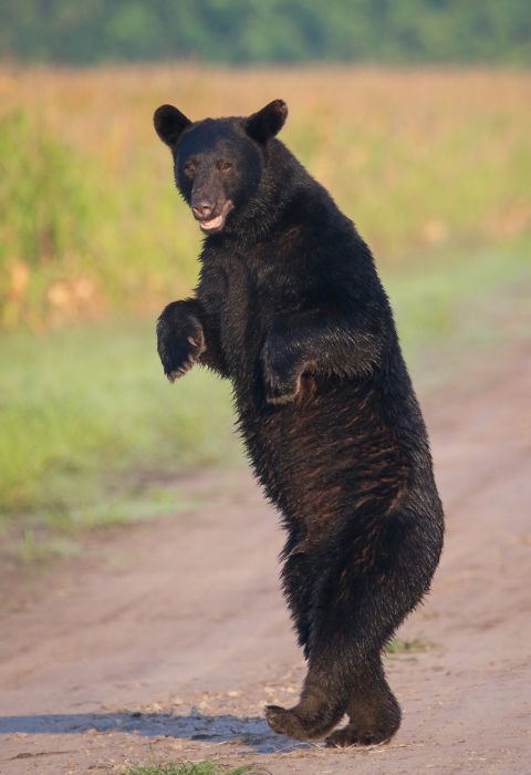 Large black bear standing on hind feet in the middle of dirt road